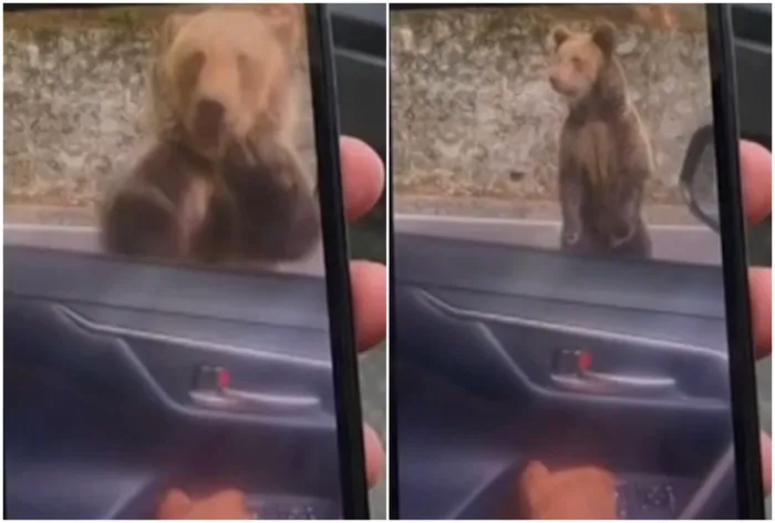 Un turist străin a fost atacat de un urs, pe Transfăgărășan, după ce l-a hrănit. Incidentul a fost filmat