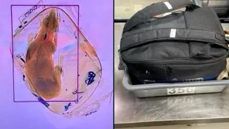 Agenții de Securitate de pe un aeroport din Wisconsin au descoperit un câine într-un bagaj, după ce luna trecută au găsit o pisică vie într-o valiză