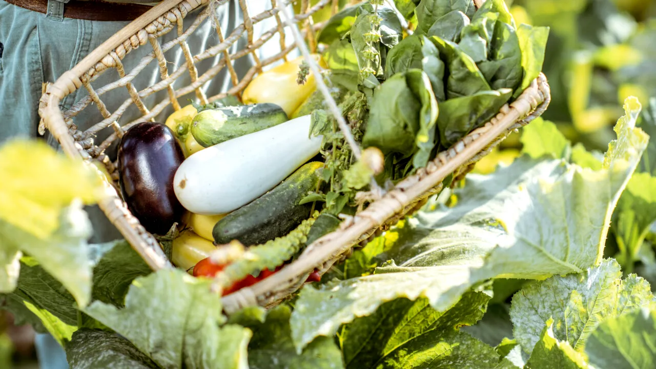 Ce legume poți să plantezi în luna IULIE. Trucurile pentru o recoltă bogată și sănătoasă