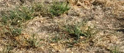 TEST: Iluzie optică virală | Găsiți șarpele ascuns în iarbă. Geniile îl văd în 7 secunde