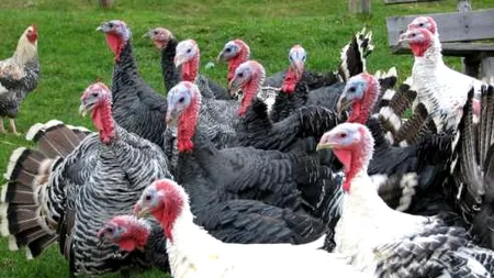 Un ajutor neprețuit pentru Guvernul Ponta: evaluatorul de șpagă 