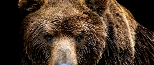 Un milionar rus a împușcat un bărbat după ce l-a confundat cu un urs