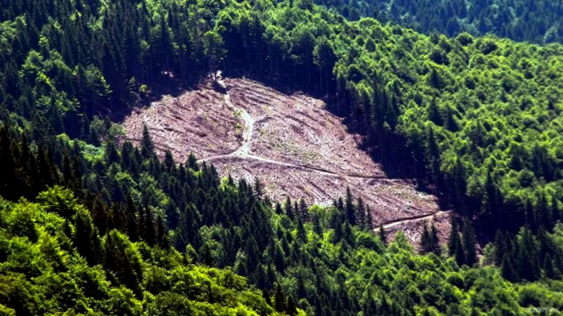 Tánczos Barna anunță un nou instrument împotriva tăierilor ilegale de păduri