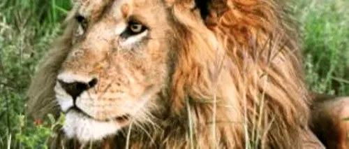 FOTO. Regele junglei sau regina frumuseții? Cum își aranjează un leu coama