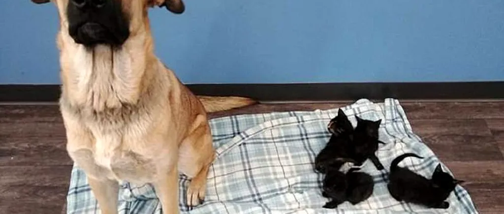 Povestea emoționantă a câinelui care a salvat de la îngheț cinci pui de pisică abandonați