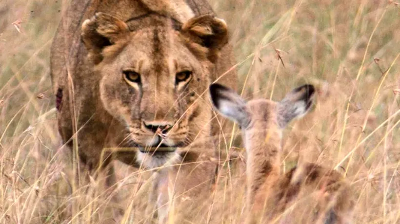 O leoaică a adoptat un pui de antilopă după ce i-a ucis mama. GALERIE FOTO