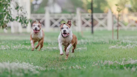 Ce AMENDĂ a primit o femeie din Râmnicu Vâlcea, după ce și-a plimbat, pe stradă, cei 2 câini din rasa Amstaff fără botniță și lesă