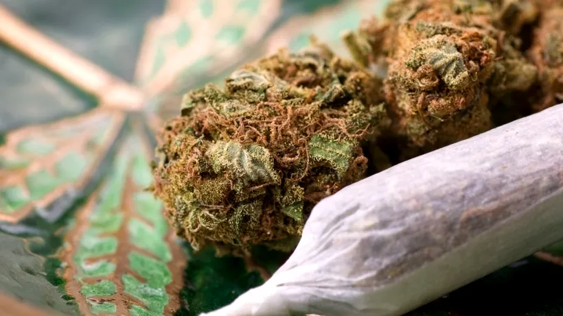 Există o "doză letală" de marijuana? Cazul tinerei care a înghițit mai  multe pachețele cu canabis
