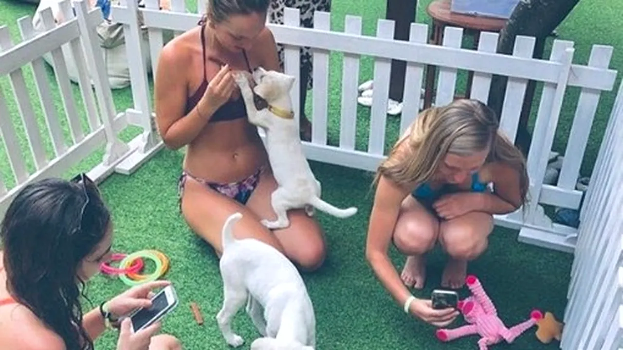 Un hotel oferă terapie cu căței, de două ori pe săptămână - FOTO