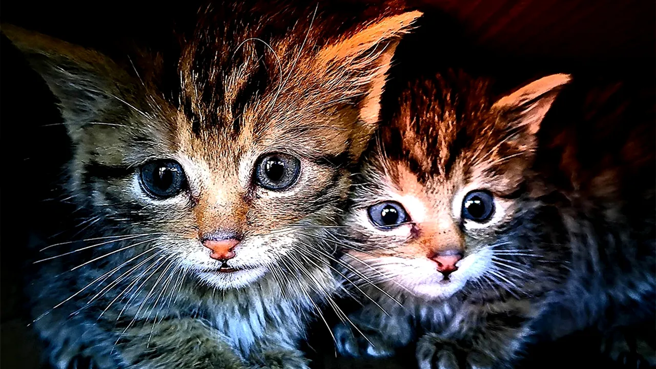 Peste ce au dat doi bucureșteni care au crezut că salvează câțiva PISOI, la poalele Făgărașilor