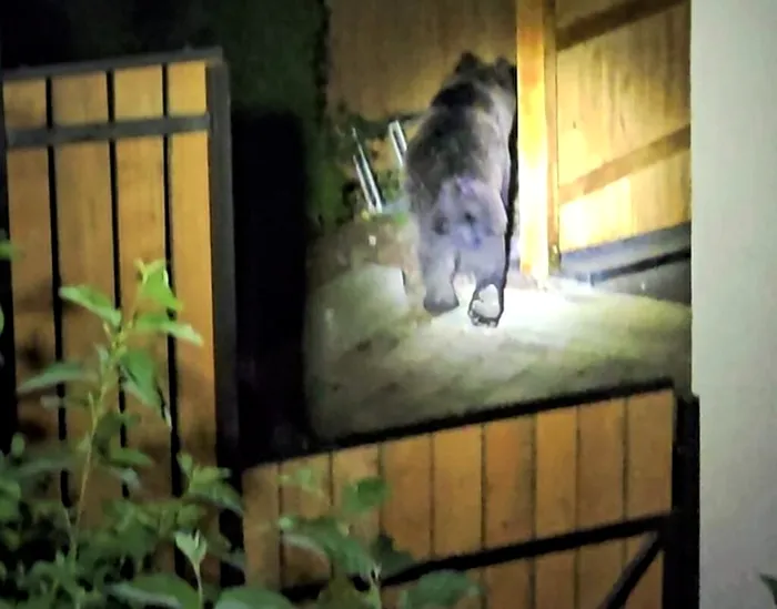 Preşedintele Consiliului Județean Harghita s-a trezit ursul în curte. Cum a fost surprins animalul: 