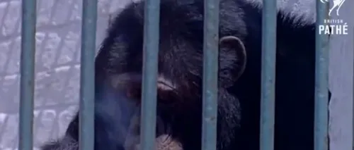 IMAGINI DE ARHIVĂ: cum fumează un cimpanzeu țigară după țigară. VIDEO