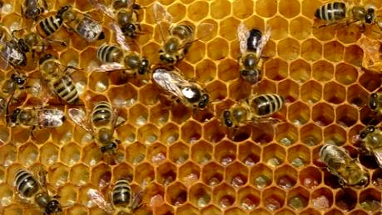 Albinăritul românesc se confruntă cu numeroase probleme grave, spune președintele Romapis