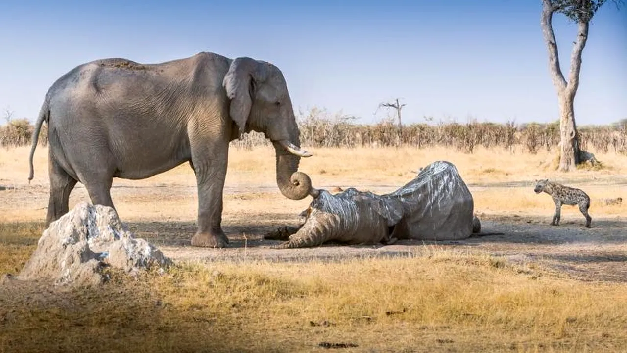 Gest emoționant al unui elefant. Animalul 