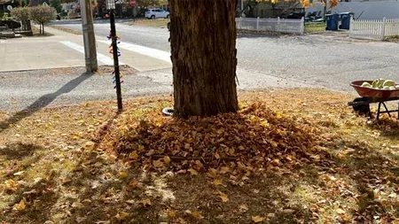 Iluzie optică virală exclusiv pentru genii | Unde se ascunde pisica?