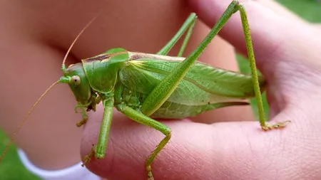Alimentele pe bază de insecte, vândute și în România. Cât costă 100 de grame de făină de greiere