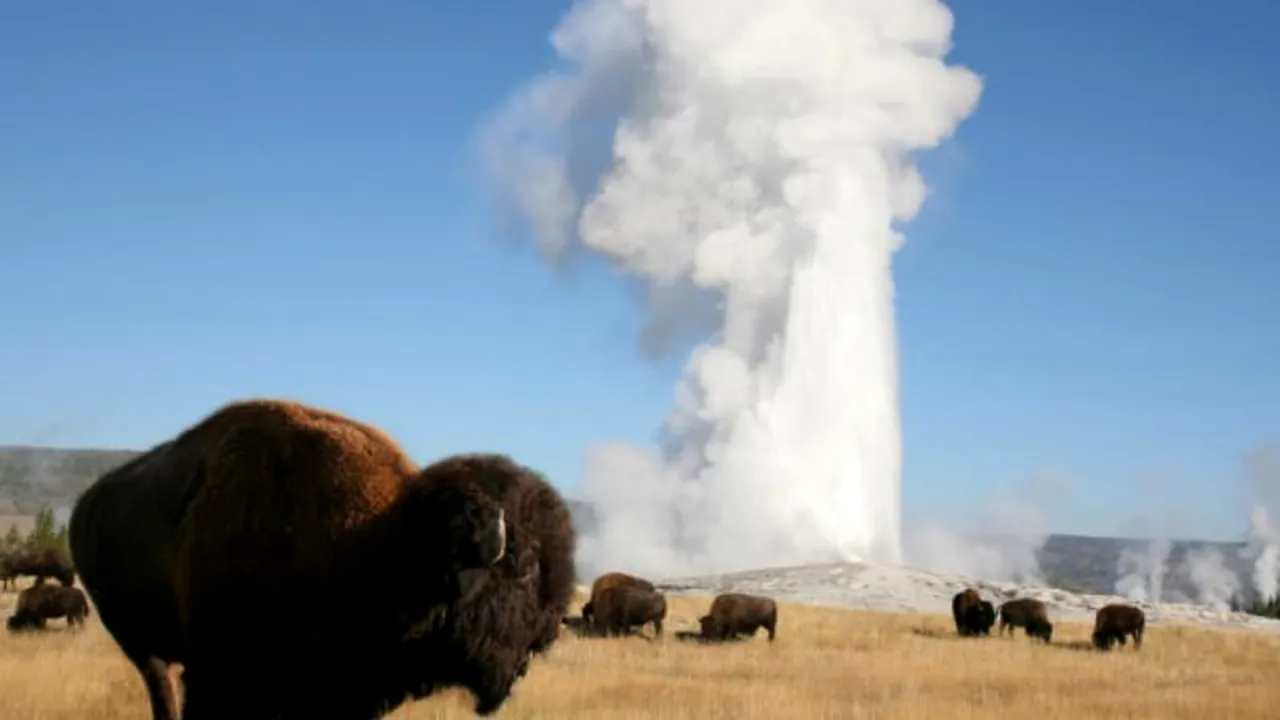 Bizonii din parcul Yellowstone ar putea simți o eventuală erupție a vulcanului