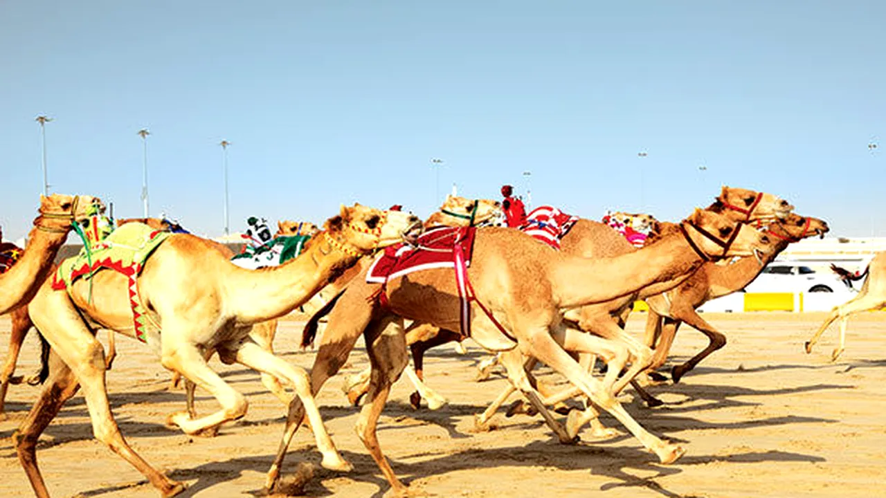 Ce n-au aflat pițipoancele