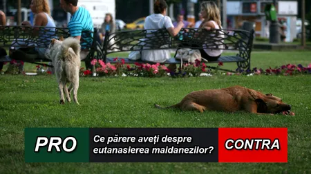 PRO sau CONTRA eutanasierii câinilor fără stăpân. SONDAJ Gândul