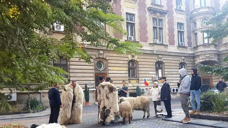 Oierii PICHETEAZĂ Ministerul Agriculturii: Lumea A LĂCOMIT la bani, dar ȘI-A STRICAT animalele. Reacția lui Daea