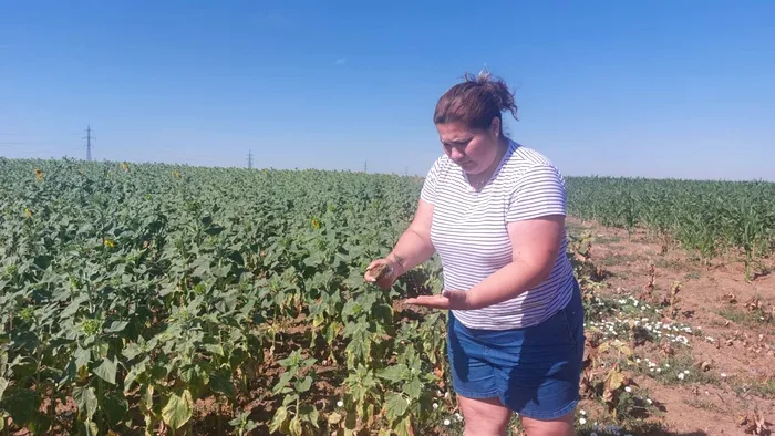 Culturile de floarea soarelui și de porumb, în pericol