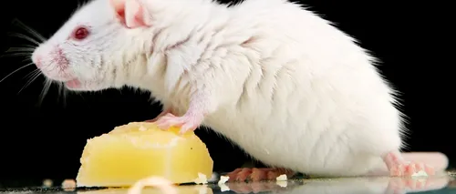 PETA critică atribuirea Nobelul pentru medicină din 2014, din cauza experimentelor pe șoareci