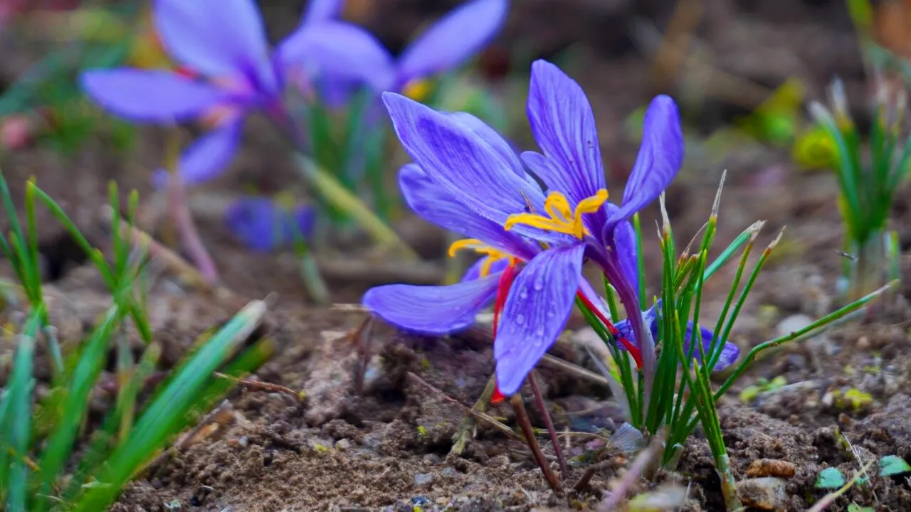FOTO: Localitatea din România unde se cultivă planta din care se face cel mai scump condiment din lume, șofranul