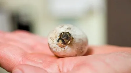 Imagini RARE. Un pui de broască țestoasă impresionează lumea 