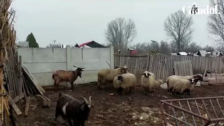 FOTO, VIDEO | Invazie de șacali într-o localitate din județul Dolj. Zeci de animale au fost ucise