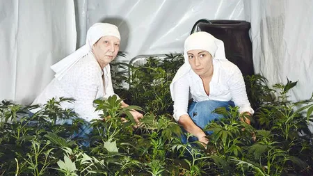 Măicuțele care au făcut o afacere din cultivarea marijuanei, pe care o socotesc 
