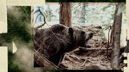 VIDEO | Locuitorii din județul Argeș, terorizați de atacurile frecvente ale urșilor: ”Se doarme cu moartea la ușă”