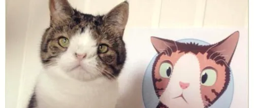 Monty, pisica cu cea mai ciudată față din lume, a devenit unul dintre cele mai apreciate animale de companie