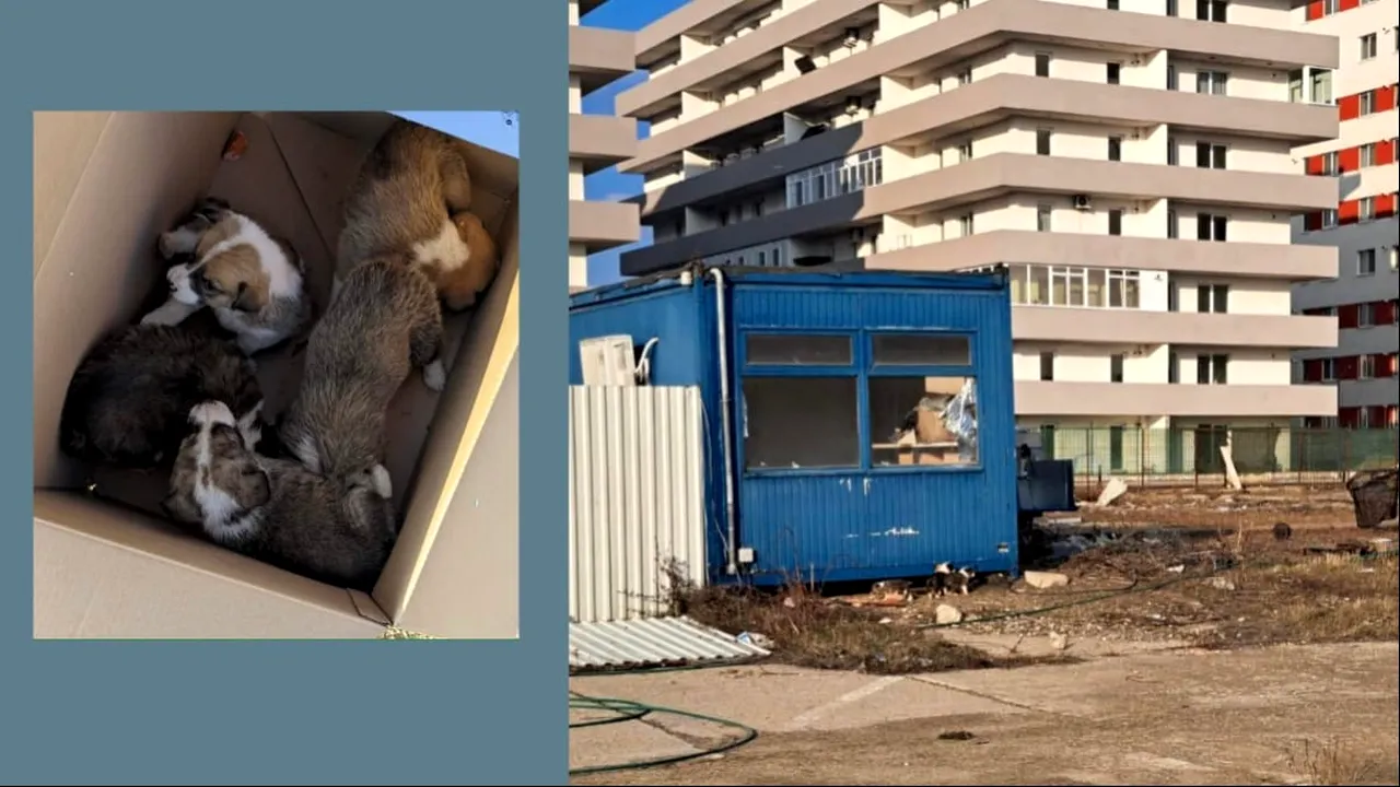 Operațiune de salvare a unor căței pe un șantier din Militari Residence. Puii erau blocați sub un container
