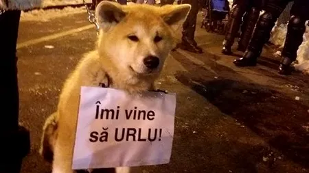 Povestea fantastică din spatele acestei imagini. Al cui este câinele din fotografie: 