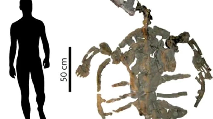 A fost descoperită cea mai veche fosilă a unei broaște țestoase marine 