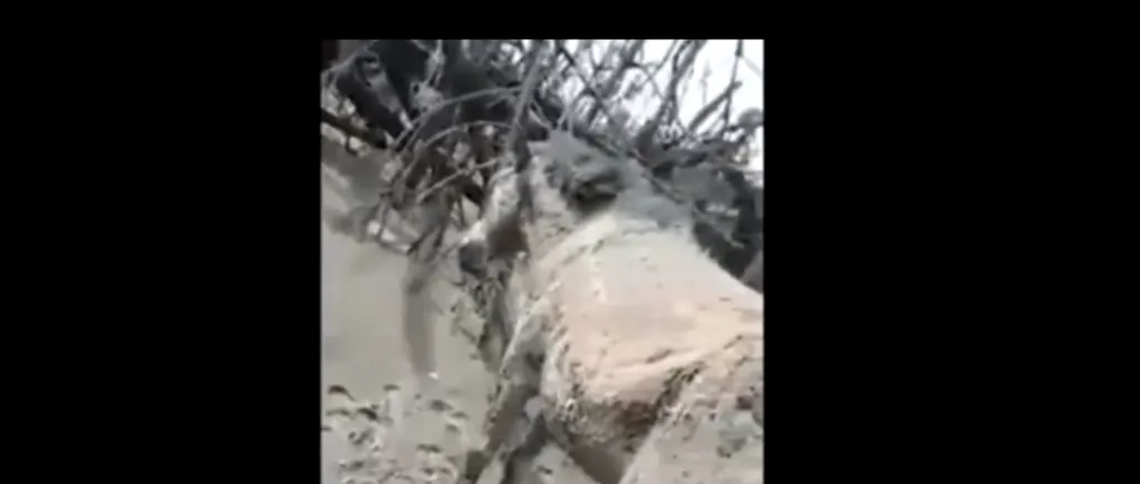 VIDEO Animale îngropate de vii în cenușă și nămol, în urma erupției vucanului Taal din Filipine