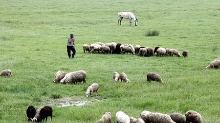 CAZ. Locuitorii unui sat din județul Galați, terorizați de un animal misterios care le-a atacat animalele