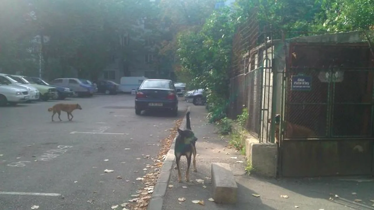 Câinele care a mușcat de față și de cap un băiețel de trei ani din Dâmbovița a fost prins și dus la adăpost