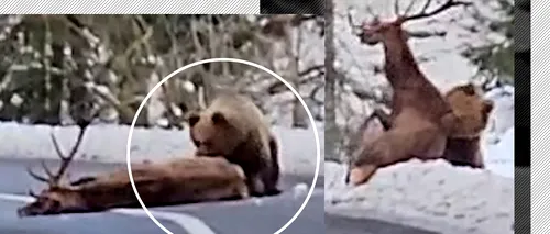 VIDEO | Fake news cu imagini incredibile „filmate în România”! Un urs ucide un cerb în mijlocul șoselei, „lângă Păltiniș”