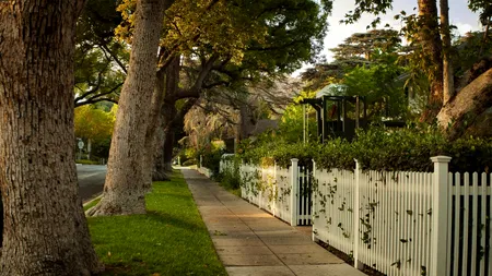 PARADOX: Copacii ar putea fi, de fapt, surse de poluare (studiu)