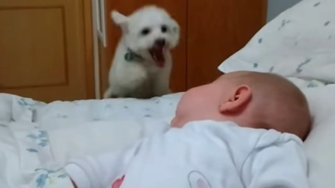 Cum reacționează un cățeluș la prima întâlnire cu bebelușul unei familii