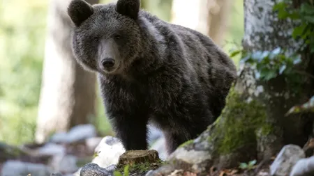Jandarmii au intervenit pentru a îndepărta un URS care se afla în apropierea unei cabane turistice din localitatea Bicaz-Chei