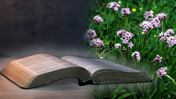 Nardul, planta miraculoasă din Himalaya și călătoria ei spre Ierusalim. Cum a ajuns să fie menționată în Biblie