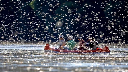 Invazie de insecte în apropiere de granița României. GALERIE FOTO