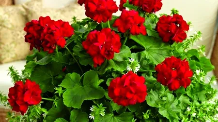 Mușcatele tale pot fi în pericol dacă faci acest gest aparent banal, pe timp de iarnă. Cum eviți pericolul