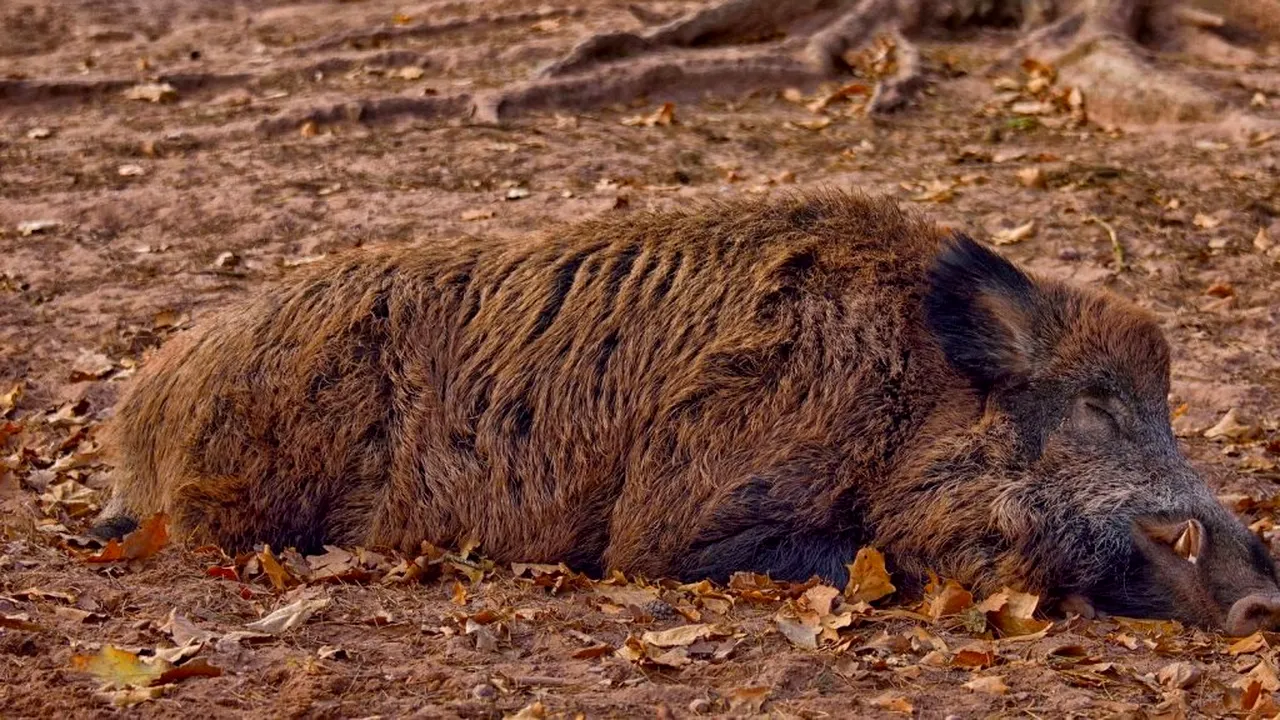 Stop pestei porcine africane. Se construiesc garduri și se intensifică vânătoarea mistreților