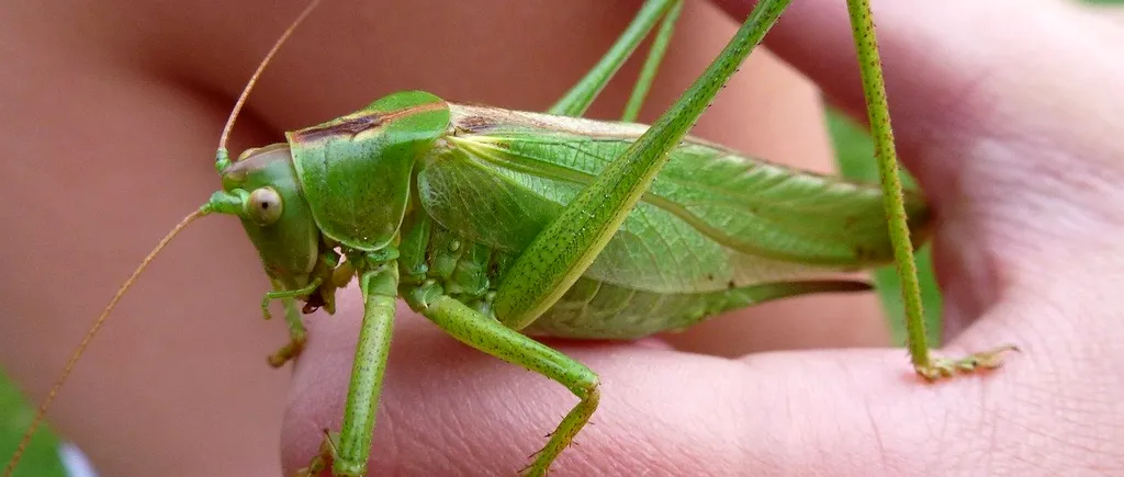 Lăcusta călătoare, cea mai nouă insectă comestibilă autorizată de Comisia Europeană după viermele de făină