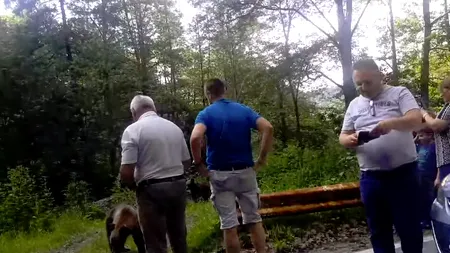 Ministrul Mediului aruncă bomba: Ce riscă turiștii care hrănesc urșii