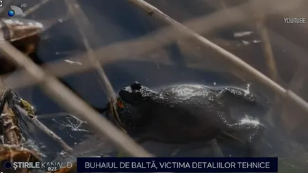 Buhaiul de baltă bagă Trans-Apuseana în șantier. Broscoiul are nevoie de acces de tranzit în siguranță în timpul migrației