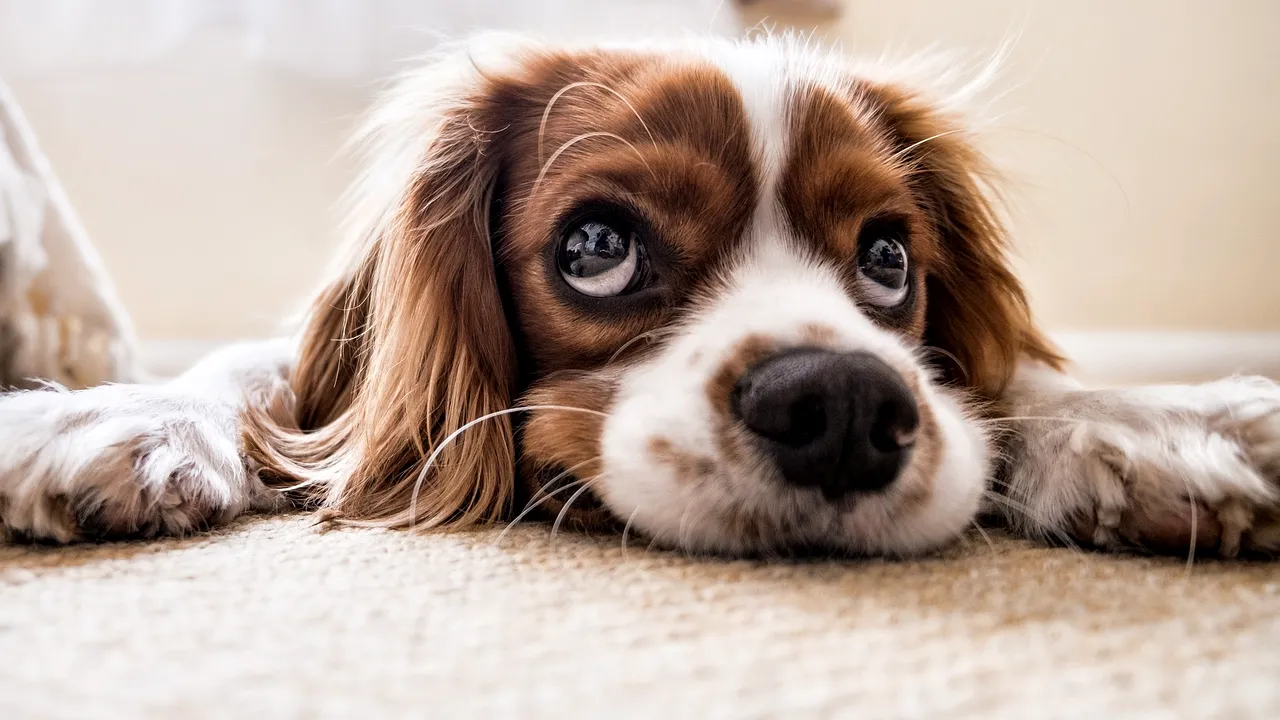 O echipă de cercetători explică misterul din spatele „ochilor triști